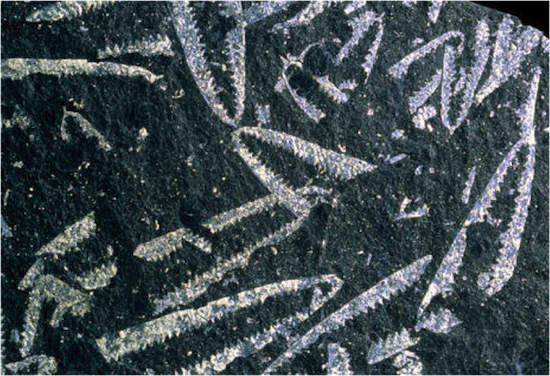 Graptolite Notes